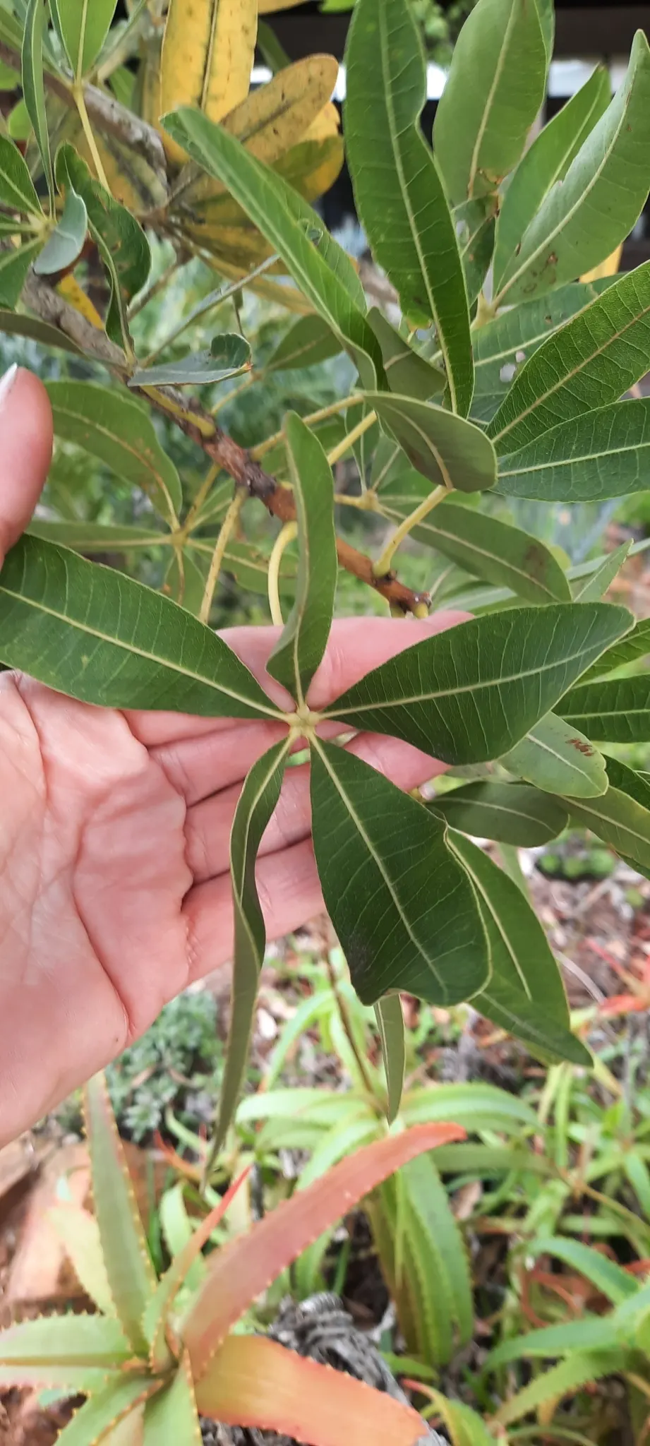 Cape Chestnut (Calodendrum Capense) — The spread is often equal to its height; and although it is drought-tolerant once established