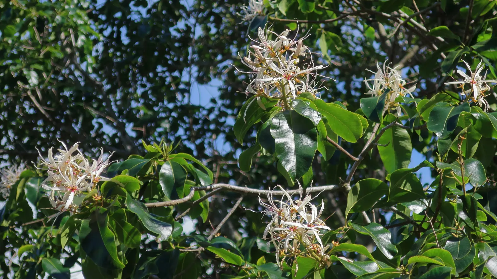 Cape Chestnut (Calodendrum Capense) — tree for full