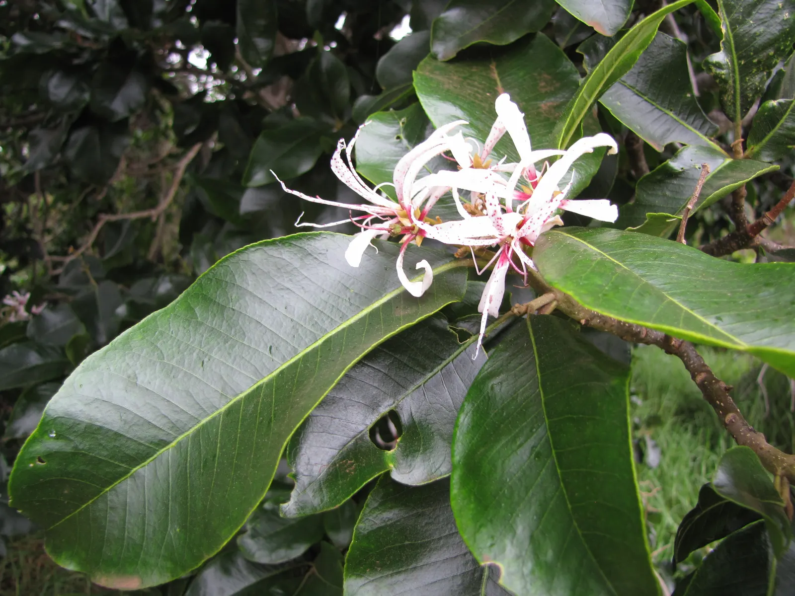 Cape Chestnut (Calodendrum Capense) — It typically reaches a height of 20 to 25 feet but can soar up to 50 feet under ideal conditions; pale pink to deep mauve