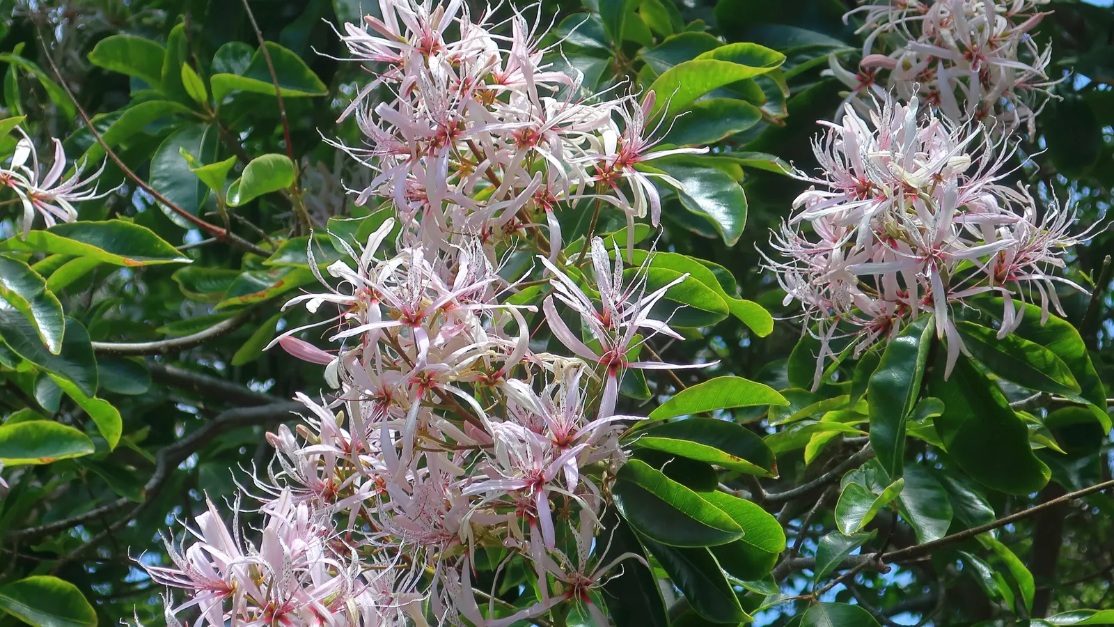 Cape Chestnut (Calodendrum Capense) — The wood of this noble tree is also notably dense and termite-resistant, adding to its value