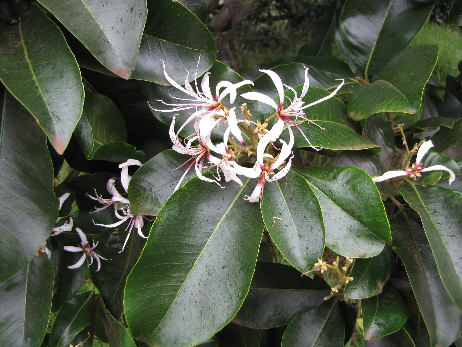 Cape Chestnut (Calodendrum Capense) — A true jewel in the landscape, this tree offers both striking floral displays and a stately presence; preferring USDA