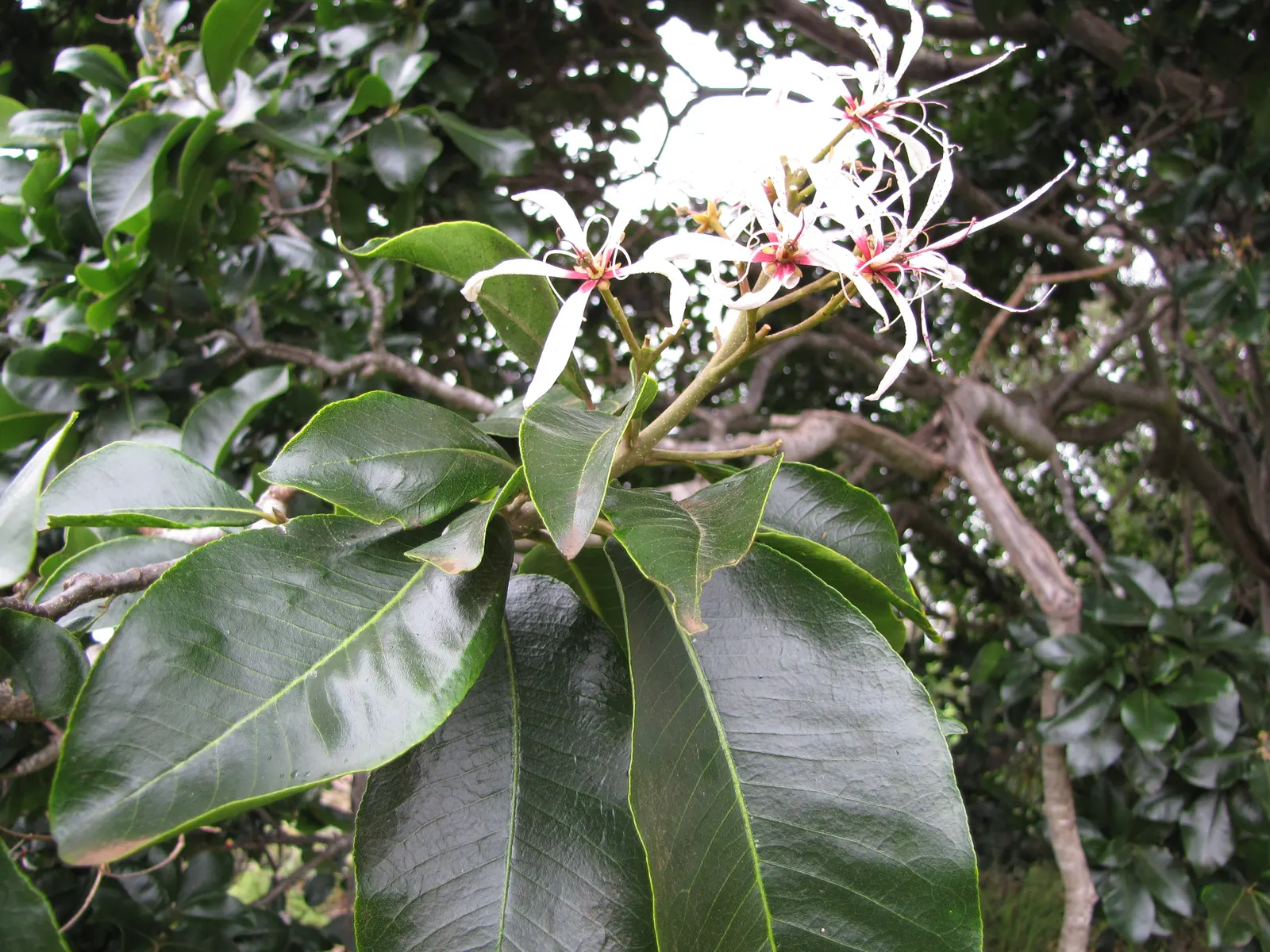Cape Chestnut (Calodendrum Capense) — reaching heights up to 50 ft; it typically reaches a height of 20 to 25 feet but can soar up to 50 feet under ideal