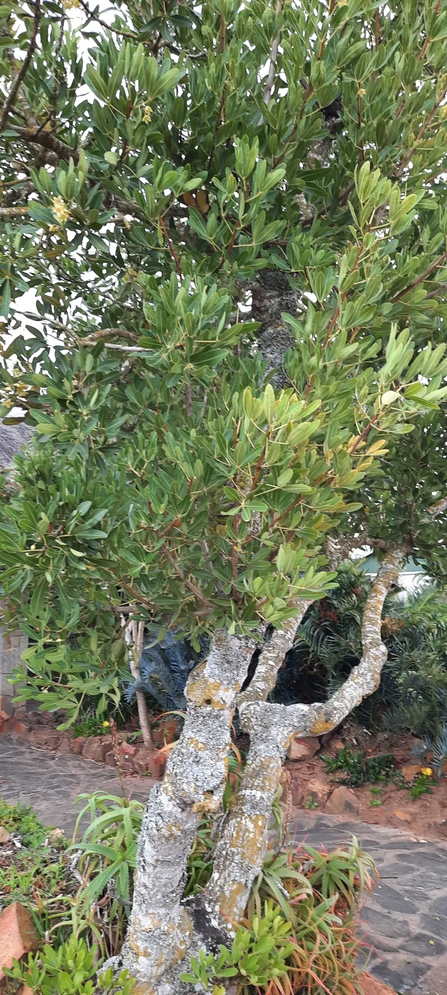 Cape Chestnut (Calodendrum Capense) — it enhances any landscape design; semi-deciduous tree hailing from the southern regions of Africa