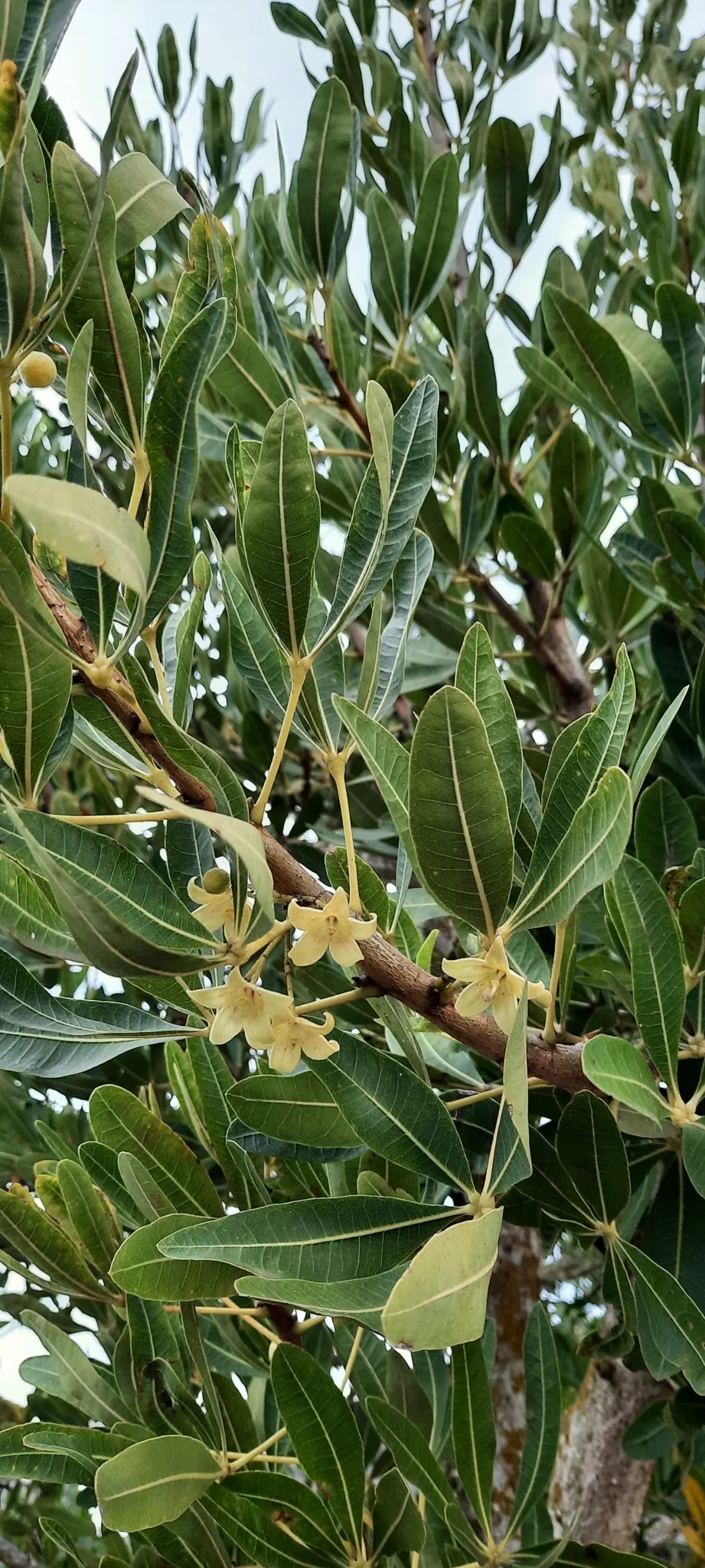 Cape Chestnut (Calodendrum Capense) — adding a dynamic aspect to the garden; with a canopy spread of 30 ft