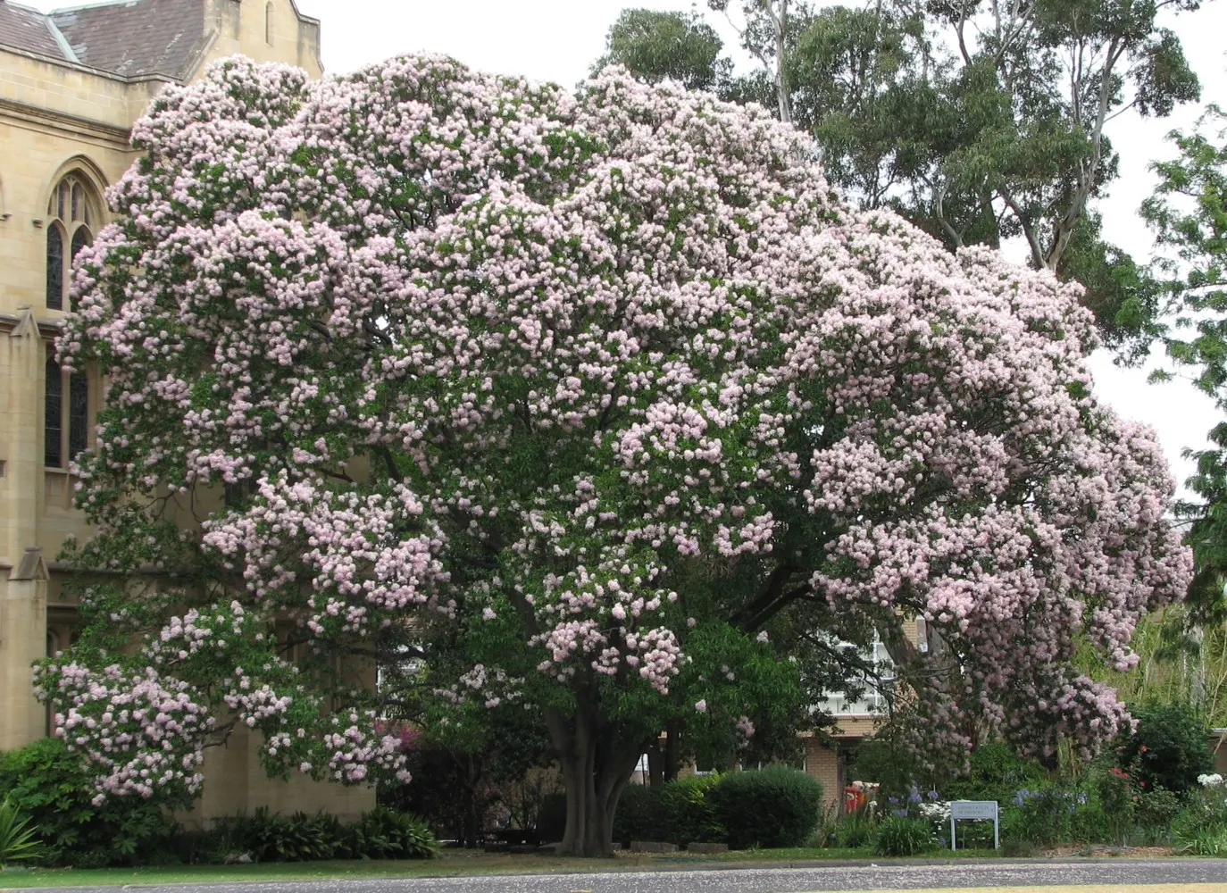 Cape Chestnut (Calodendrum Capense) — and although it is drought-tolerant once established