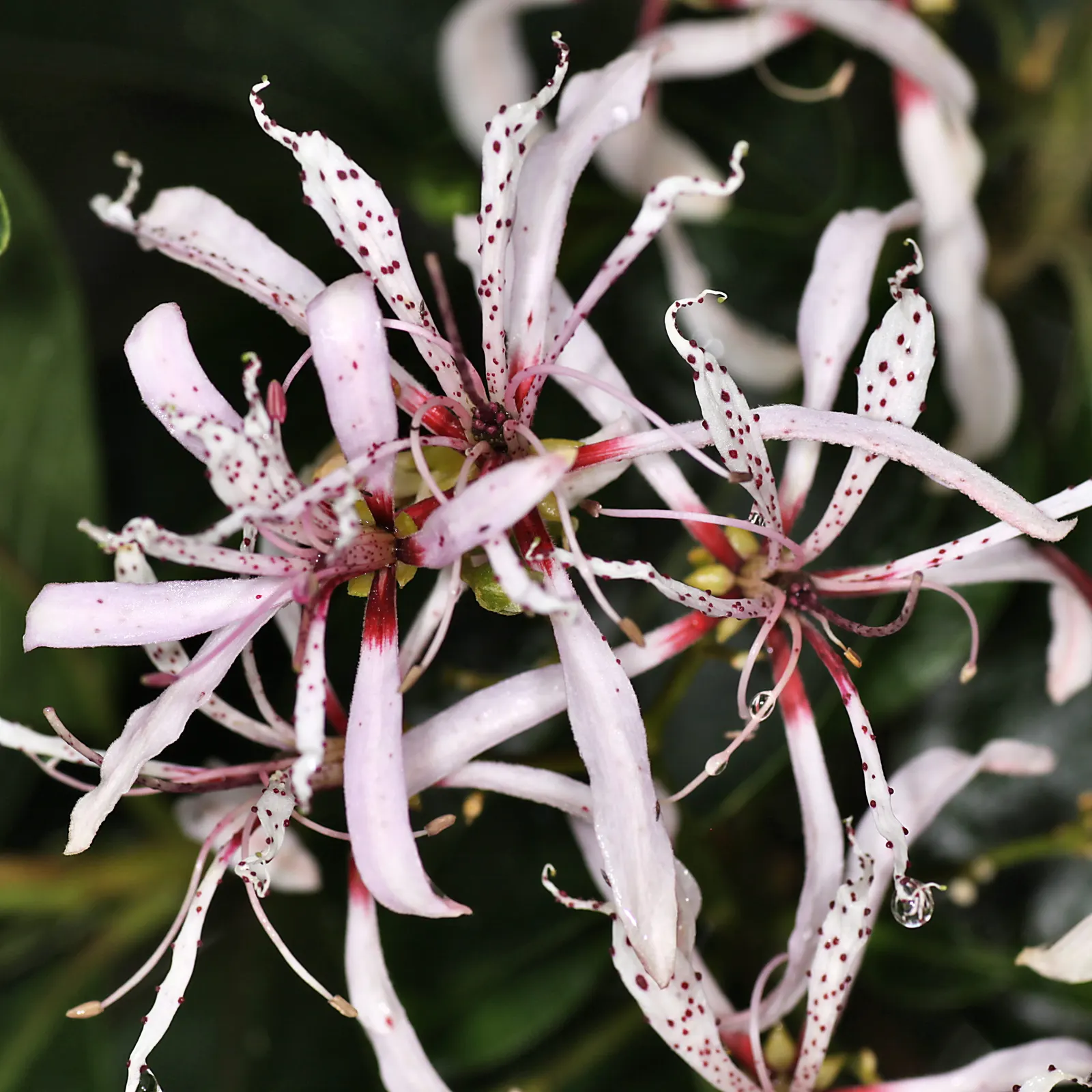 Cape Chestnut (Calodendrum Capense) — with a canopy spread of 30 ft