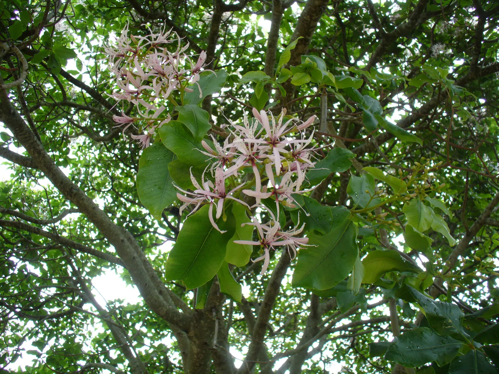 Cape Chestnut (Calodendrum Capense) — pale pink to deep mauve flowers that bloom profusely in the summer and early fall