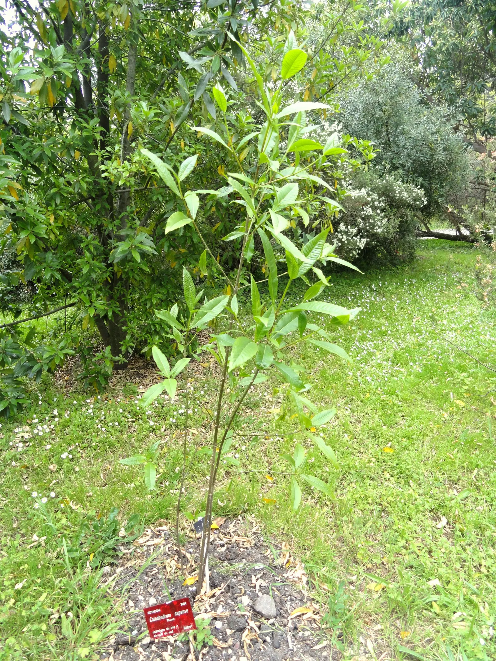 Cape Chestnut (Calodendrum Capense) — The spread is often equal to its height