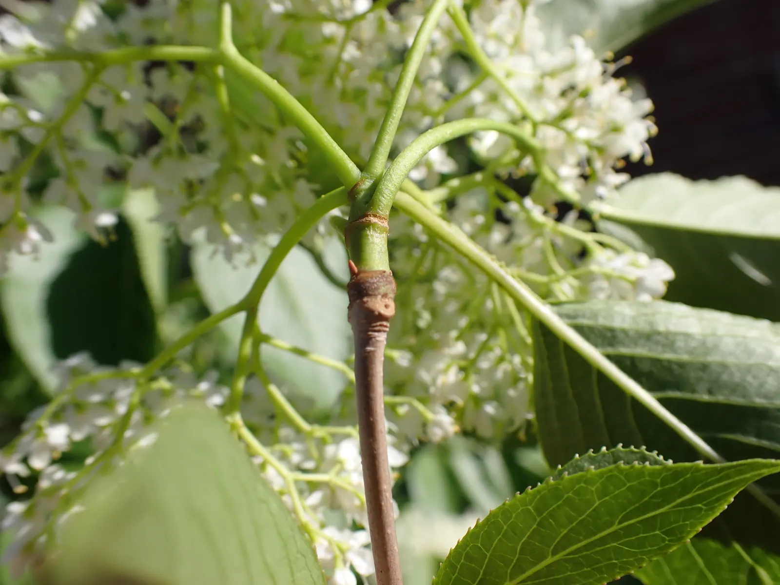 Nannyberry Viburnum (Viburnum Lentago) — providing a substantial presence in any garden; its upright growth habit and arching branches make it, image 66