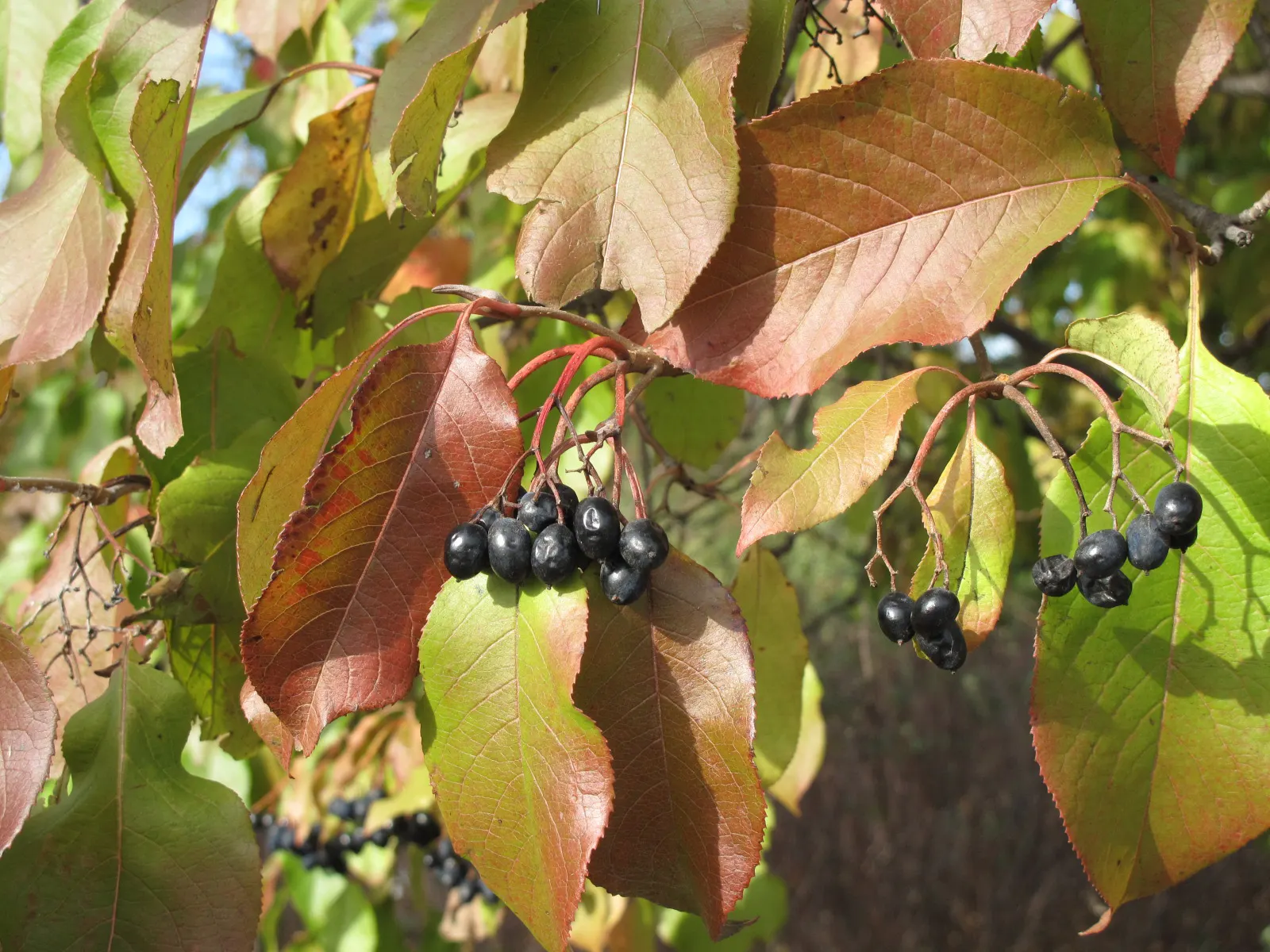 Nannyberry Viburnum (Viburnum Lentago) — These blossoms give way to a noticeable fruit display in the fall