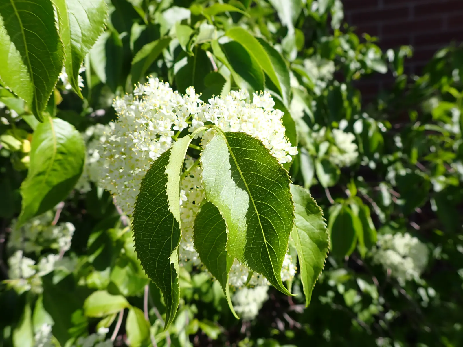 Nannyberry Viburnum (Viburnum Lentago) — requiring minimal irrigation beyond natural rainfall.<br><br>Spring brings masses of creamy white flowers