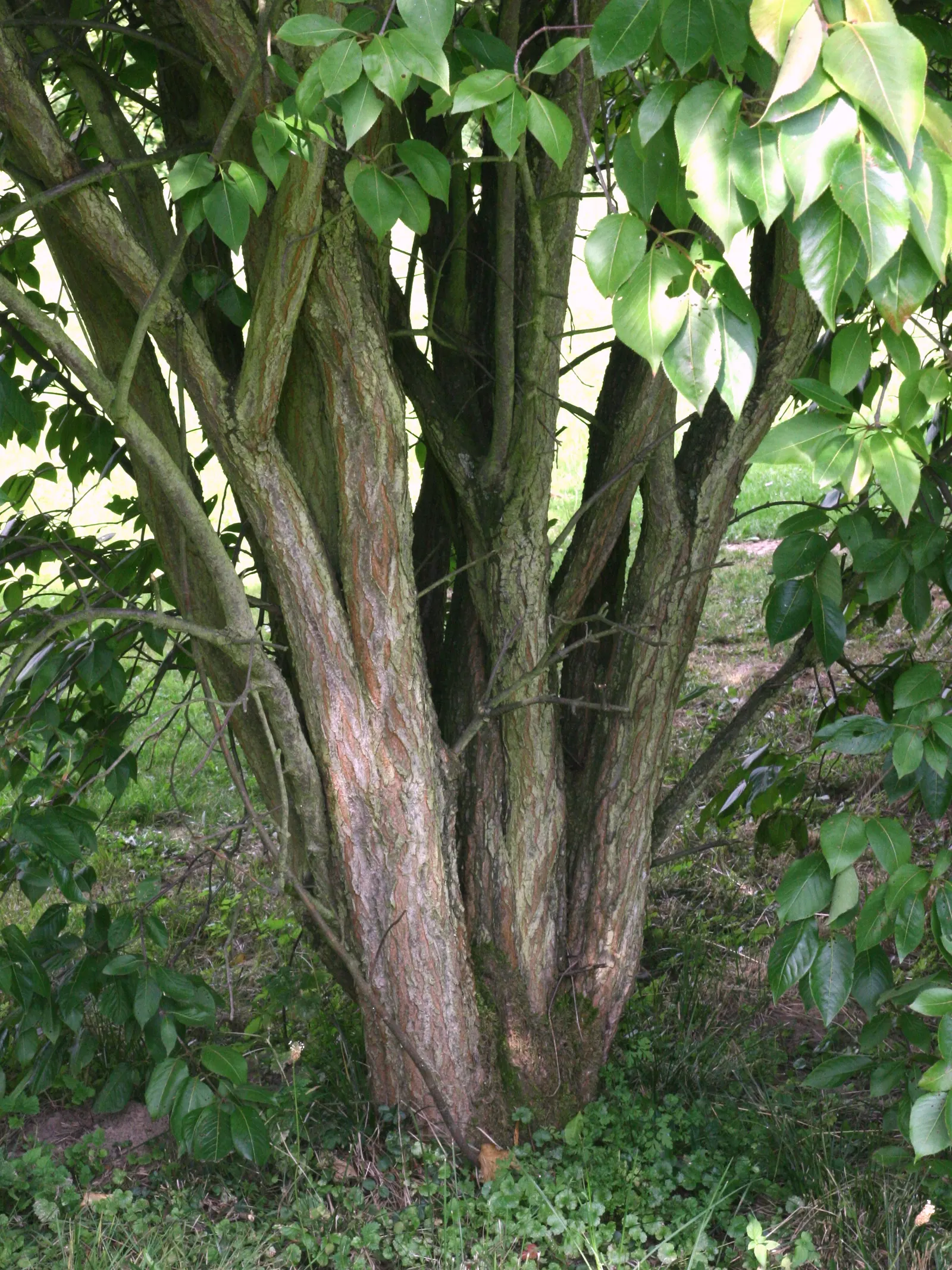 Nannyberry Viburnum (Viburnum Lentago) — is a versatile and hardy deciduous shrub ideal for creating a diverse and engaging landscape design, image 64