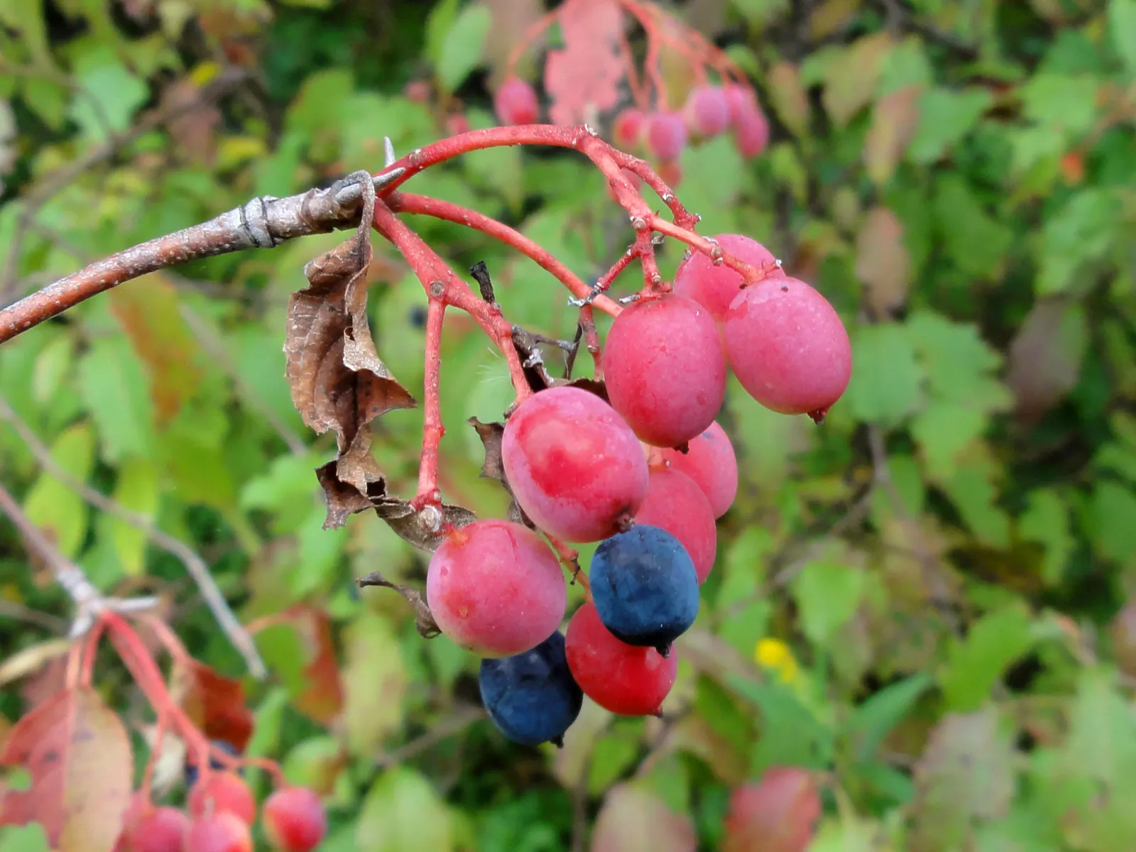 Nannyberry Viburnum (Viburnum Lentago) — when berries transition from green to a bluish-black; it thrives in full sun to partial shade
