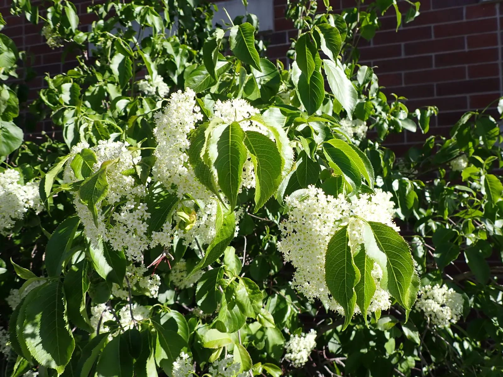 Nannyberry Viburnum (Viburnum Lentago) — which are not only visually appealing but also serve as a valuable nectar source for pollinators; requiring minimal