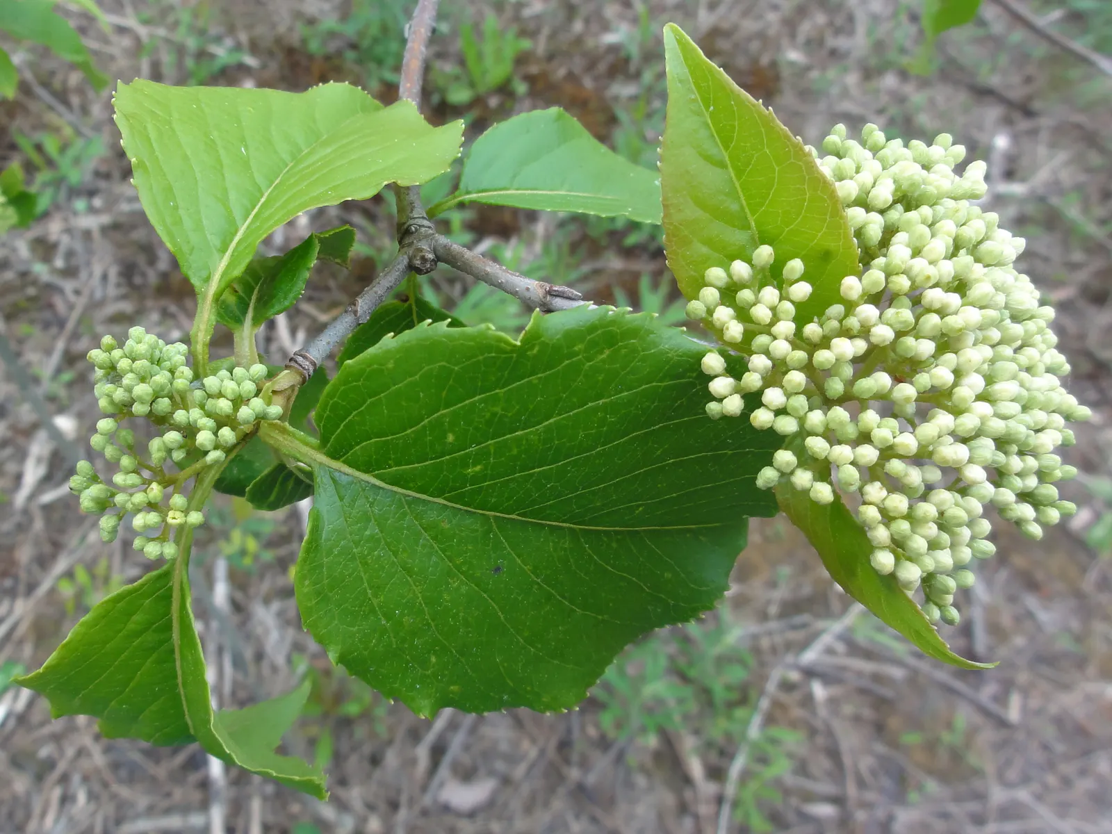 Nannyberry Viburnum (Viburnum Lentago) — is a versatile and hardy deciduous shrub ideal for creating a diverse and engaging landscape design