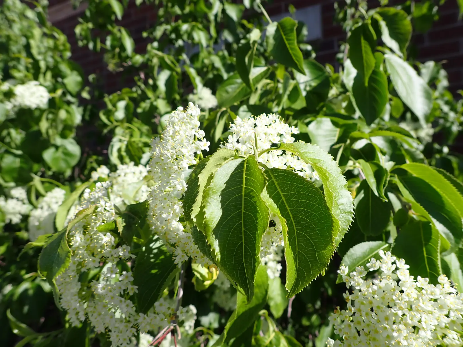 Nannyberry Viburnum (Viburnum Lentago) — shrub with white blooms; requiring minimal irrigation beyond natural rainfall.<br><br>Spring brings masses of creamy