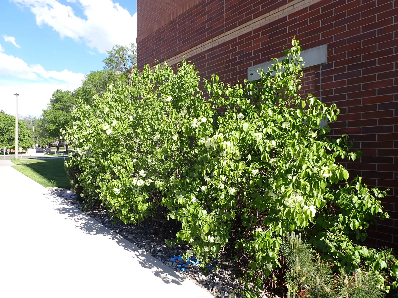 Nannyberry Viburnum (Viburnum Lentago) — clusters of fragrant white flowers in spring; its upright growth habit and arching branches make it, image 58