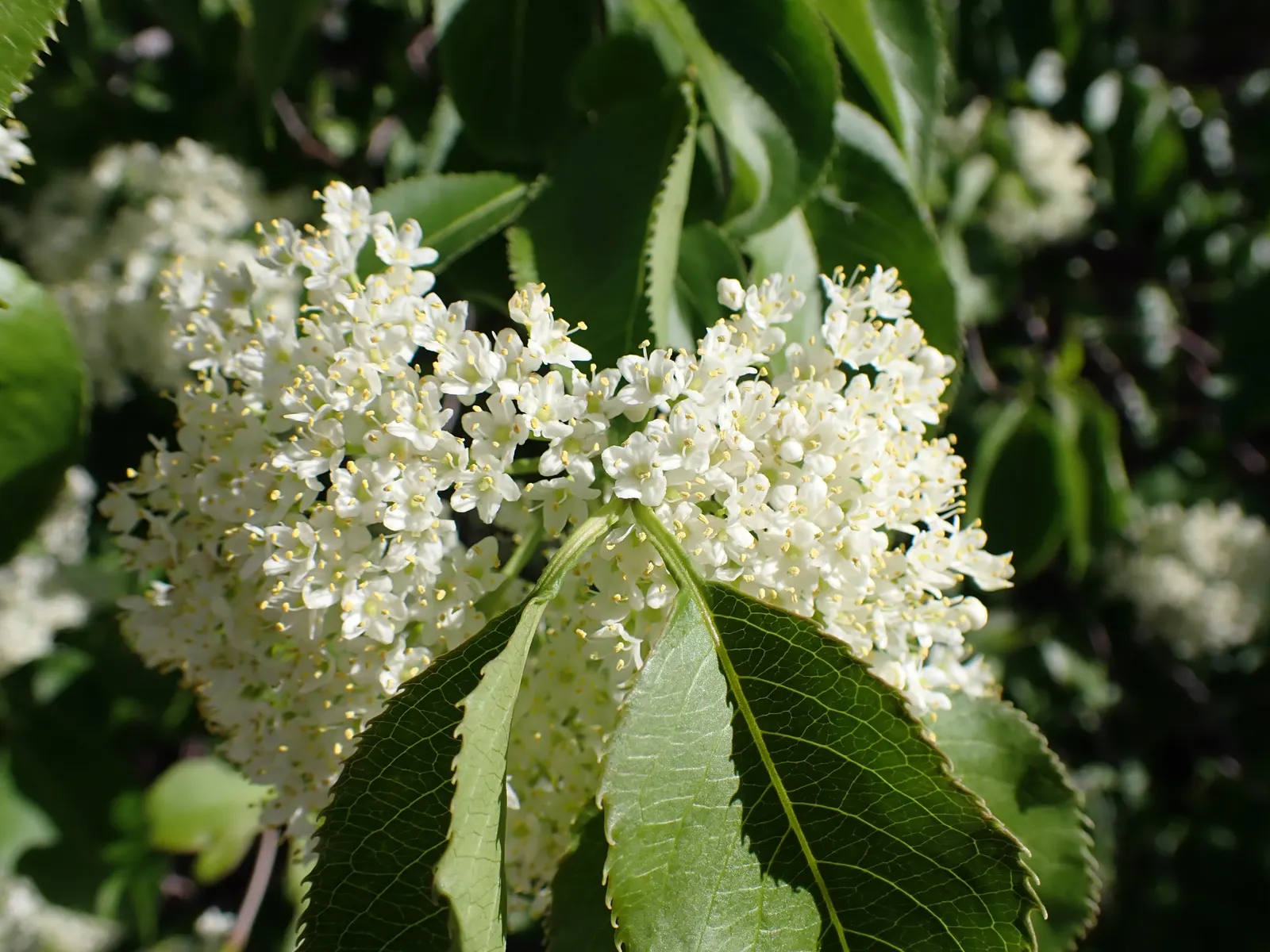 Nannyberry Viburnum (Viburnum Lentago) — These blossoms give way to a noticeable fruit display in the fall; nannyberry Viburnum provides year-round interest