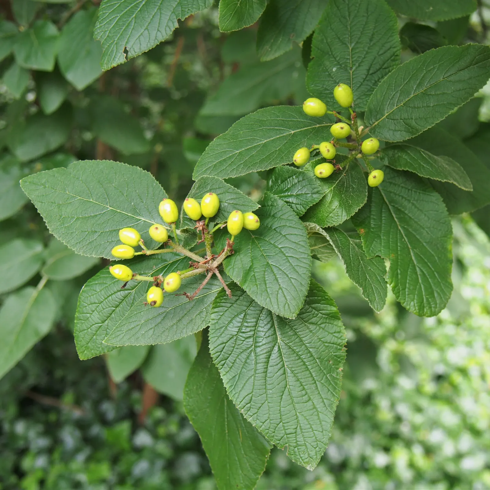 Nannyberry Viburnum (Viburnum Lentago) — although it does prefer well-drained loam