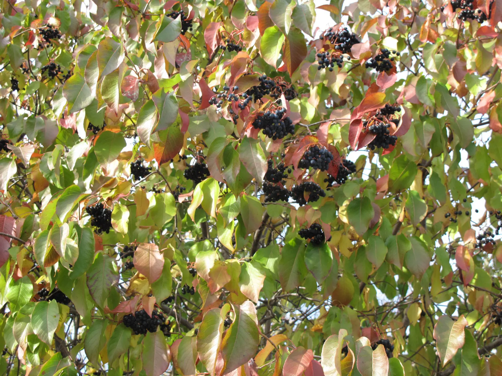 Nannyberry Viburnum (Viburnum Lentago) — followed by edible deep blue berries; requiring minimal irrigation beyond natural rainfall.<br><br>Spring brings