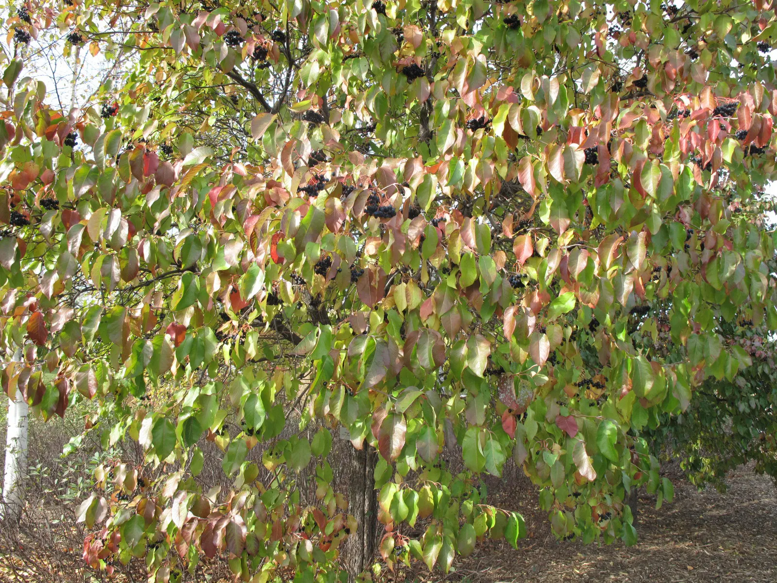 Nannyberry Viburnum (Viburnum Lentago) — It is relatively drought-tolerant once established