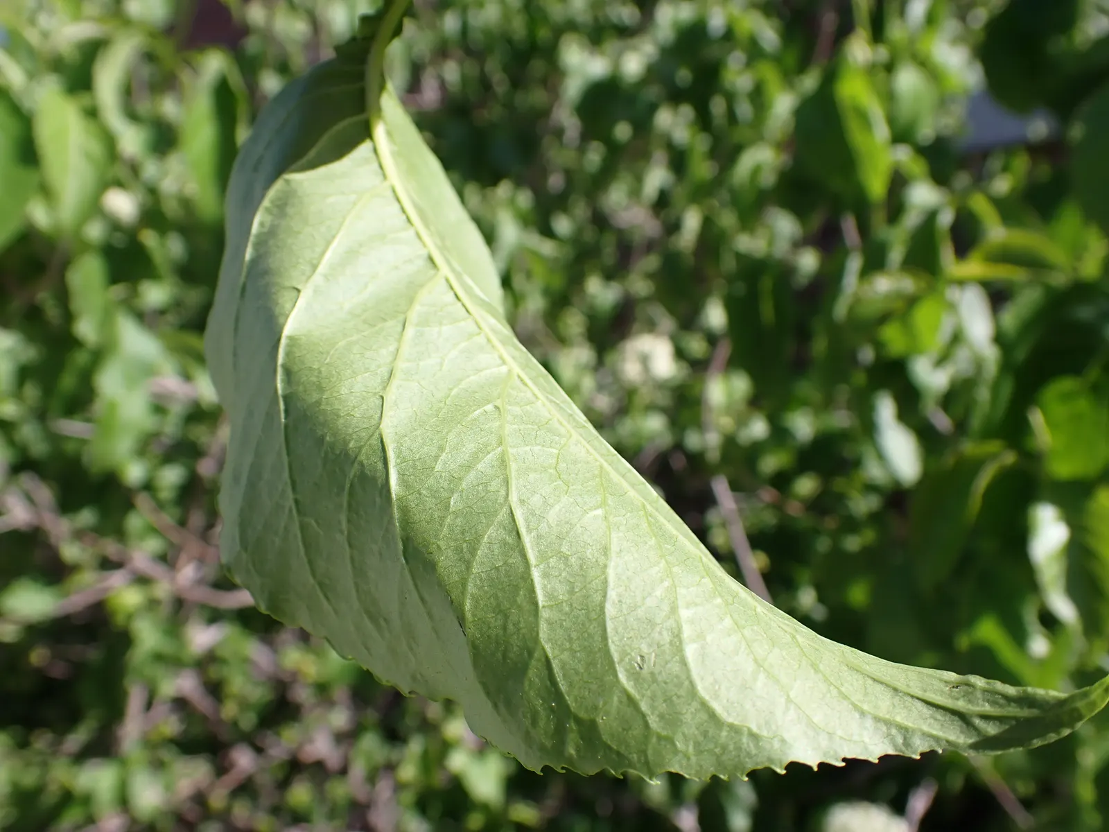 Nannyberry Viburnum (Viburnum Lentago) — with a hardiness from zones 2 to 8