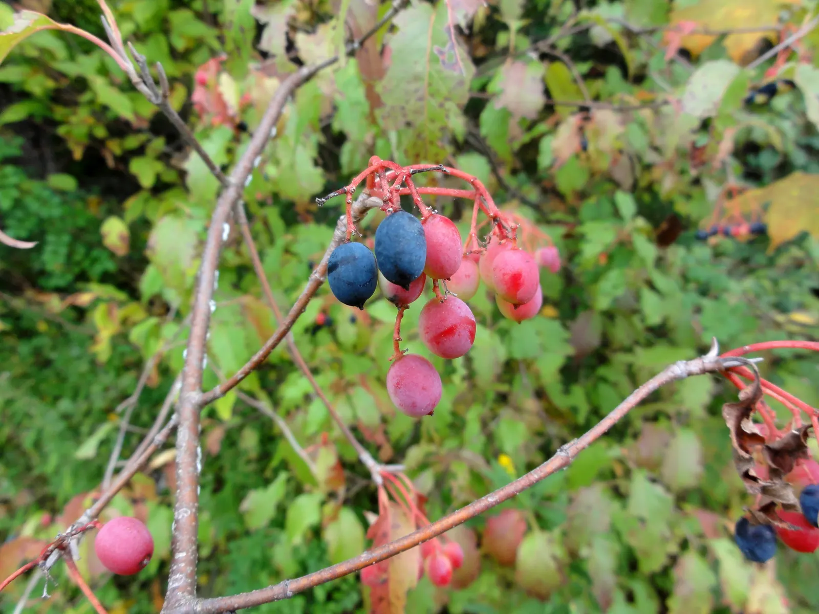 Nannyberry Viburnum (Viburnum Lentago) — or as a standalone focal point.<br><br>This species flourishes in USDA hardiness zones 2 through 8; nannyberry