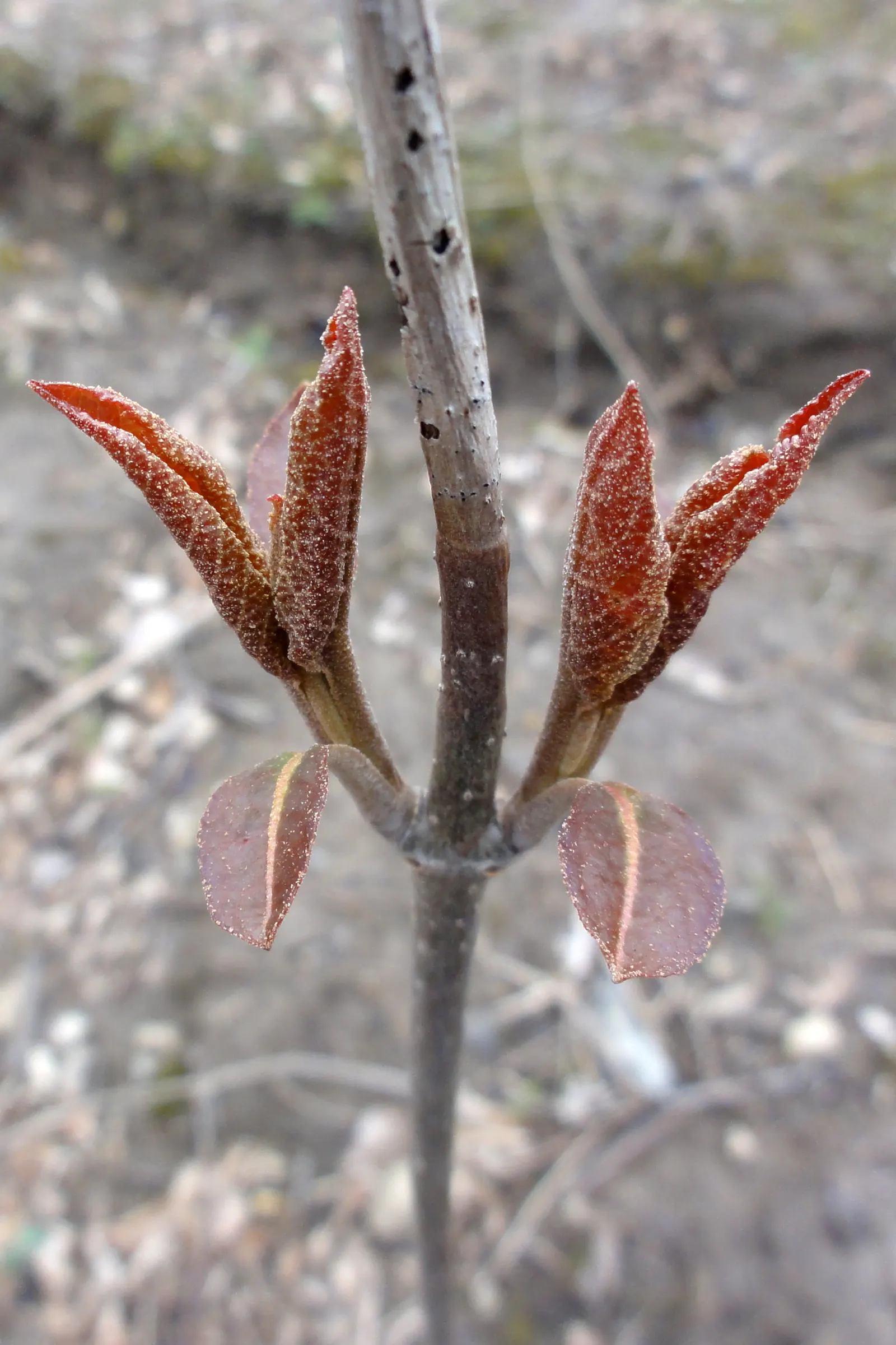 Nannyberry Viburnum (Viburnum Lentago) — These blossoms give way to a noticeable fruit display in the fall; nannyberry Viburnum provides year-round, image 76