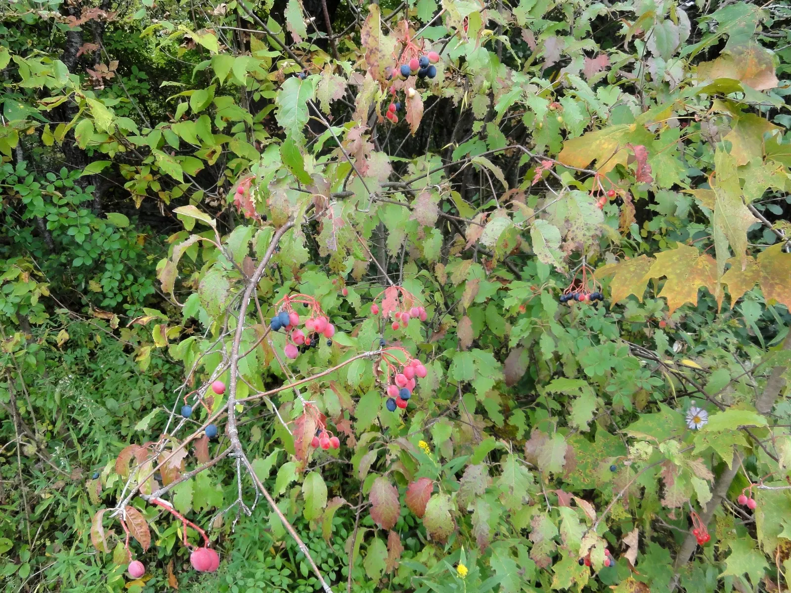 Nannyberry Viburnum (Viburnum Lentago) — and is not particular about soil type; requiring minimal irrigation beyond natural rainfall.<br><br>Spring brings