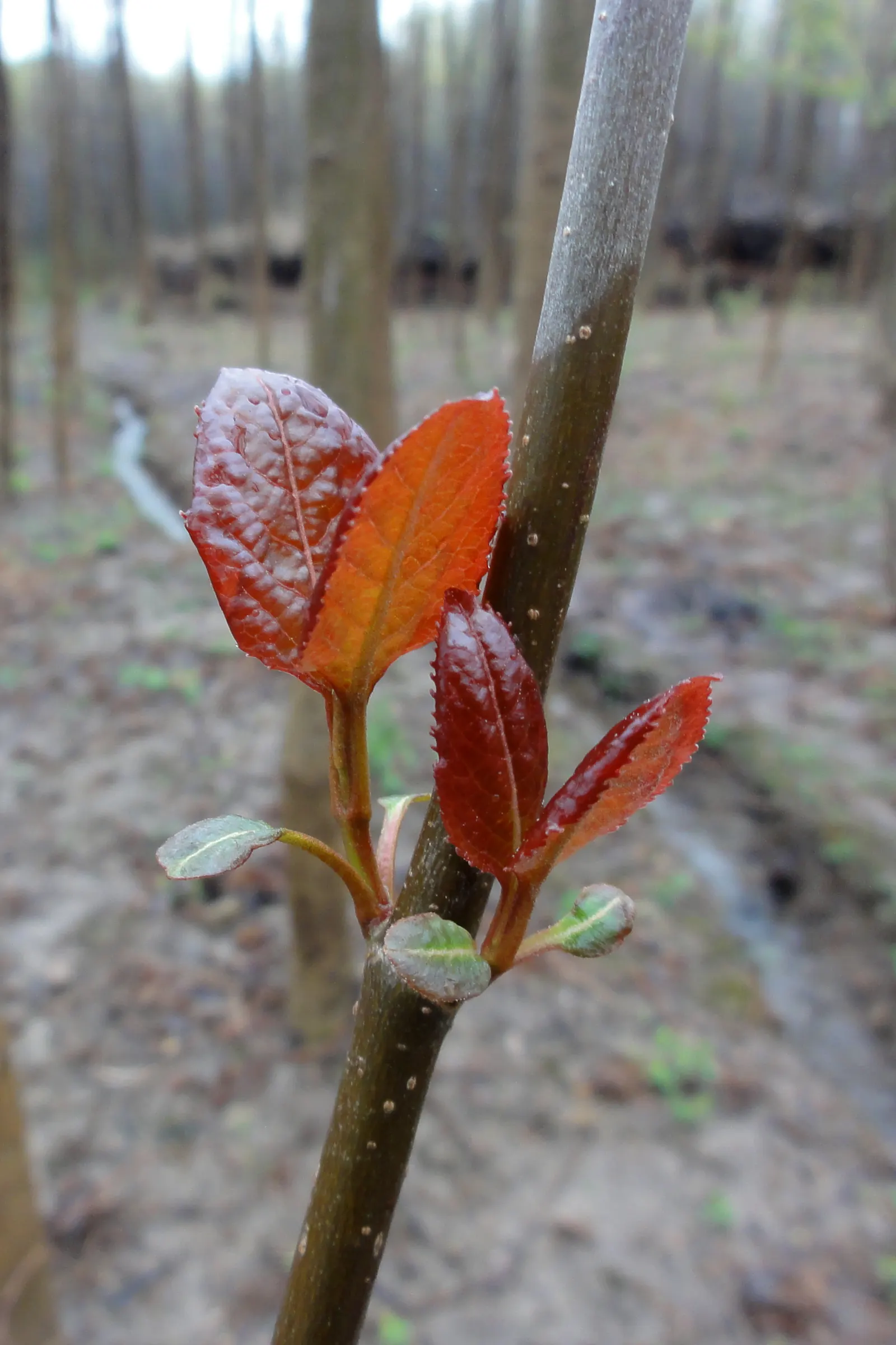 Nannyberry Viburnum (Viburnum Lentago) — It is relatively drought-tolerant once established; it thrives in full sun to partial shade