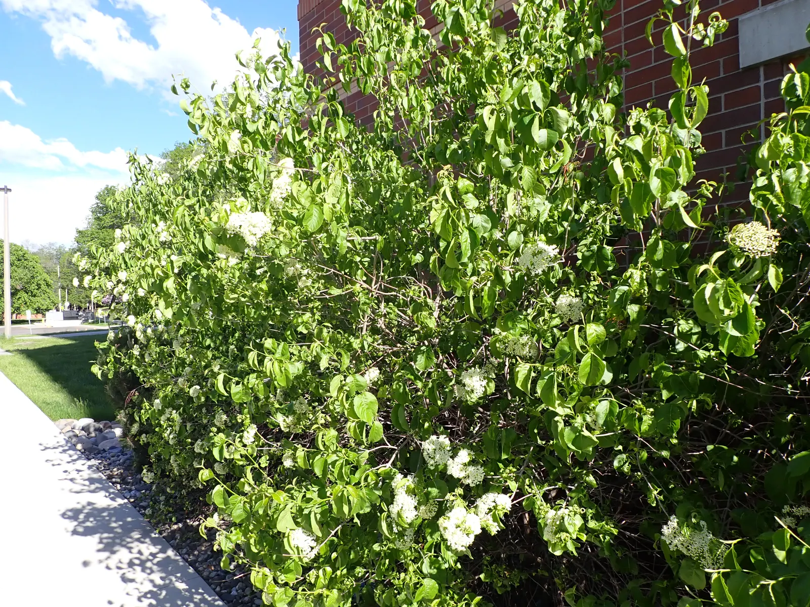 Nannyberry Viburnum (Viburnum Lentago) — shrub with white blooms