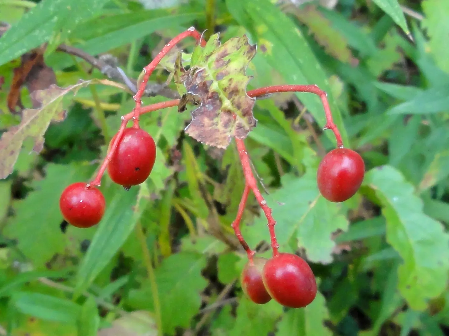 Nannyberry Viburnum (Viburnum Lentago) — Nannyberry Viburnum provides year-round interest with minimal maintenance; it thrives in full sun to partial shade