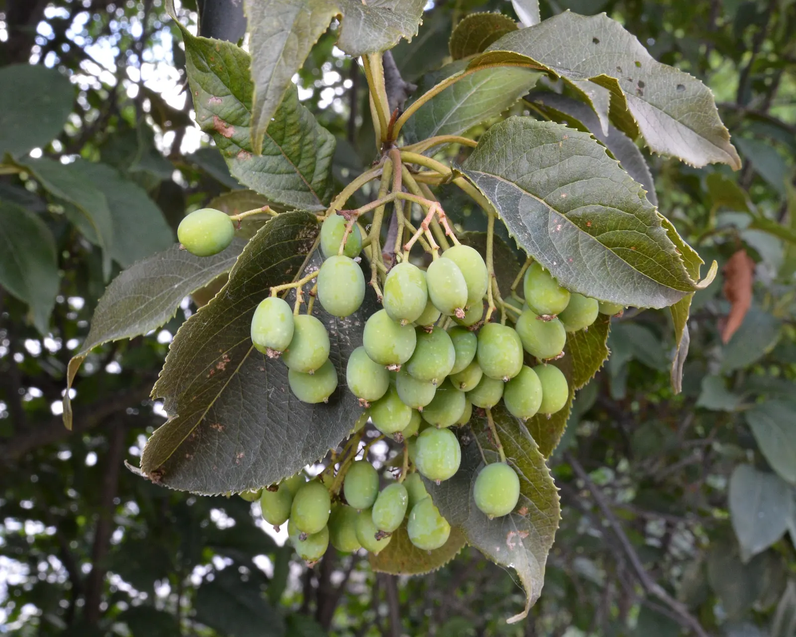 Nannyberry Viburnum (Viburnum Lentago) — Nannyberry Viburnum provides year-round interest with minimal maintenance