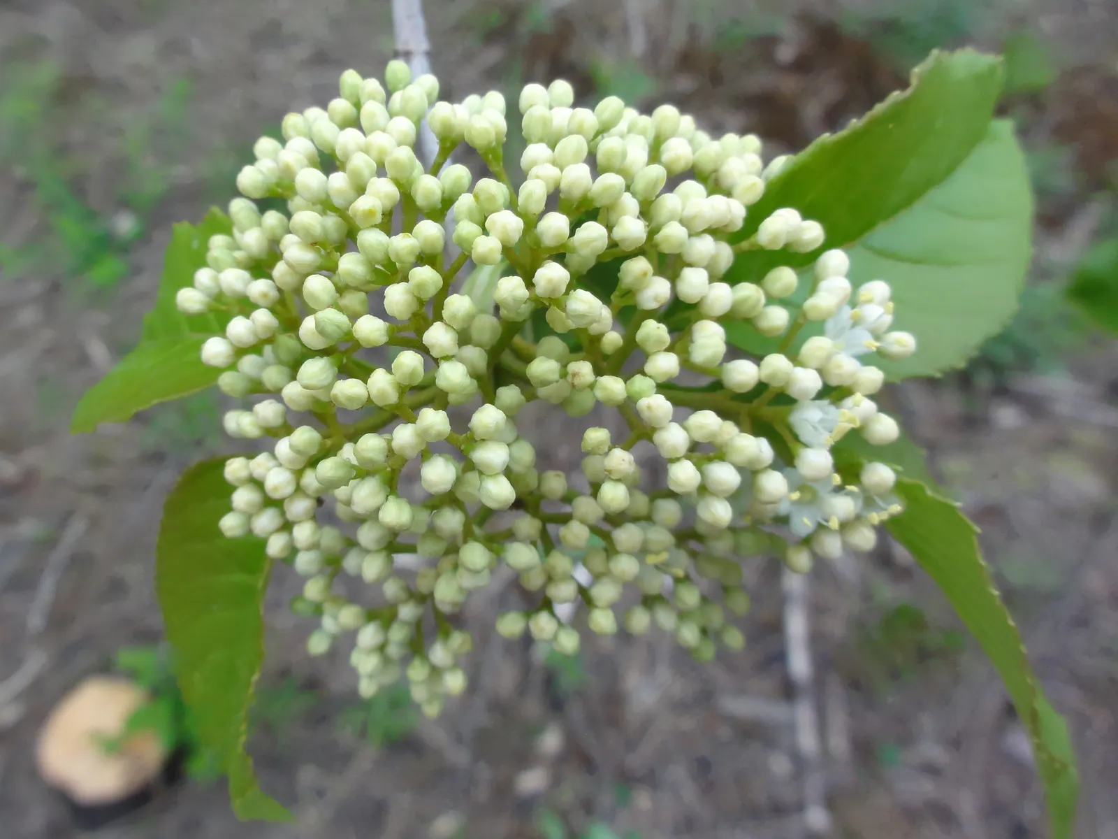 Nannyberry Viburnum (Viburnum Lentago) — although it does prefer well-drained loam; nannyberry Viburnum provides year-round interest with minimal, image 72