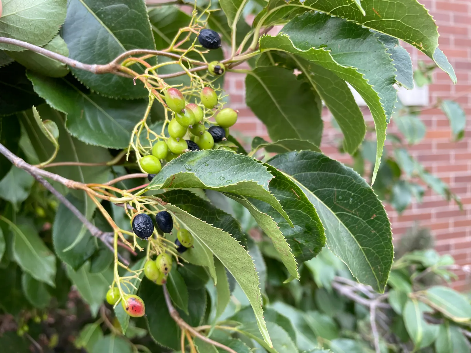 Nannyberry Viburnum (Viburnum Lentago) — showcasing its adaptability to various climates; it thrives in full sun to partial shade, image 69