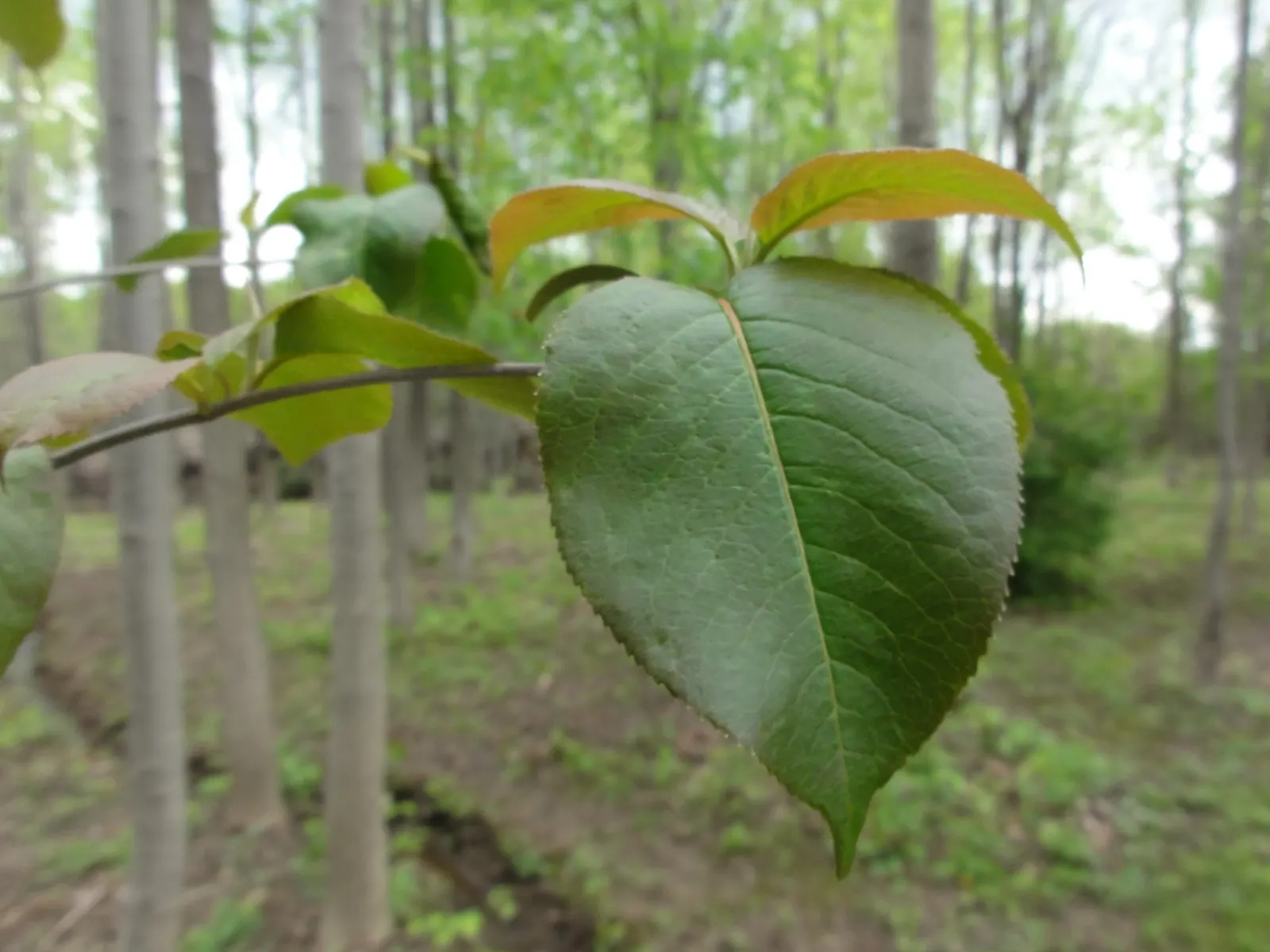 Nannyberry Viburnum (Viburnum Lentago) — growing 14-16 feet tall and 6-12 feet wide; it thrives in full sun to partial shade, image 61