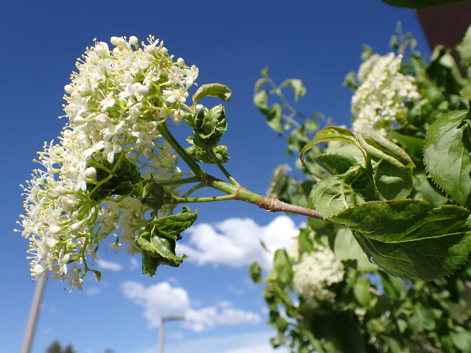 Nannyberry Viburnum (Viburnum Lentago) — followed by edible deep blue berries