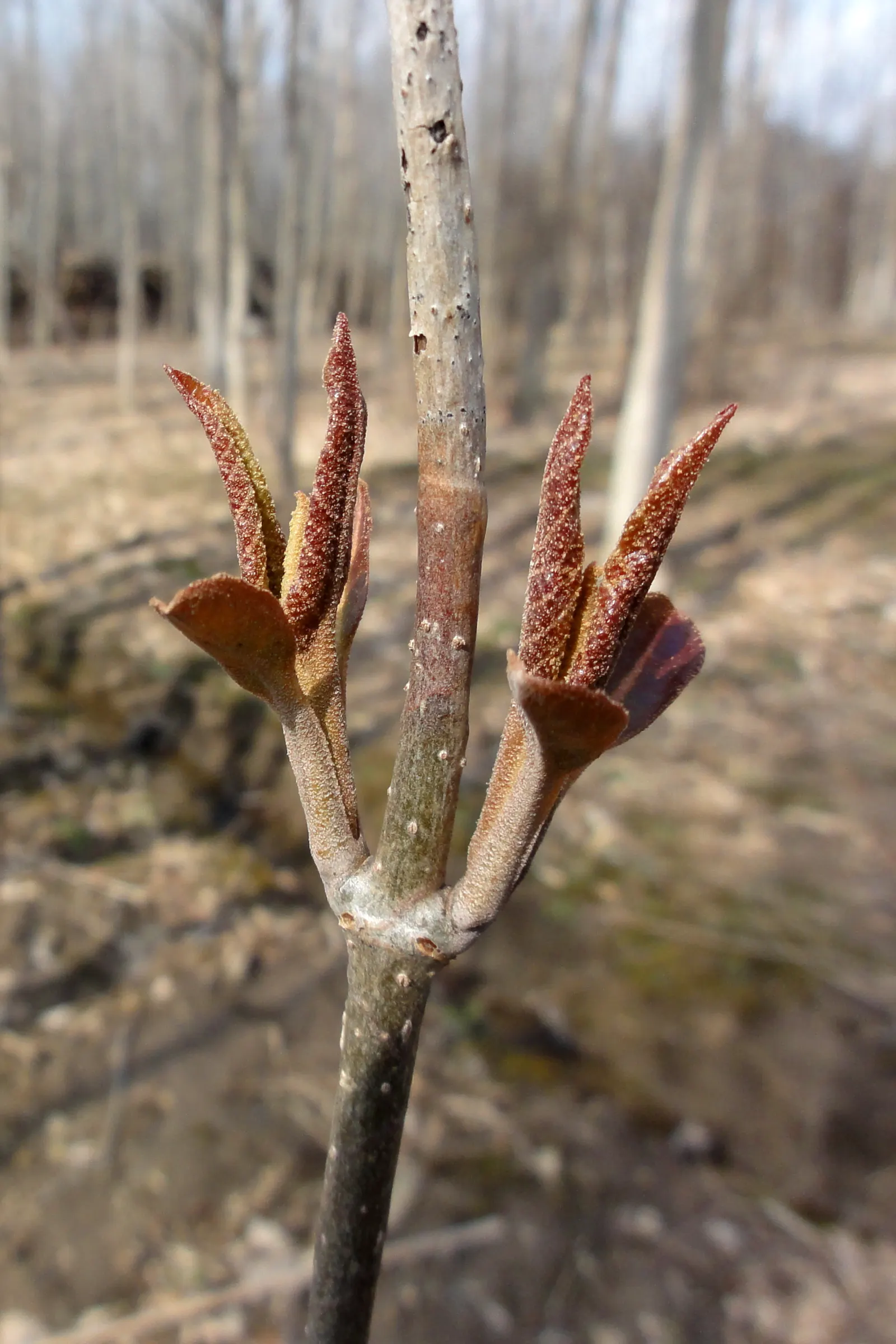 Nannyberry Viburnum (Viburnum Lentago) — Moderate maintenance; attracts birds and butterflies