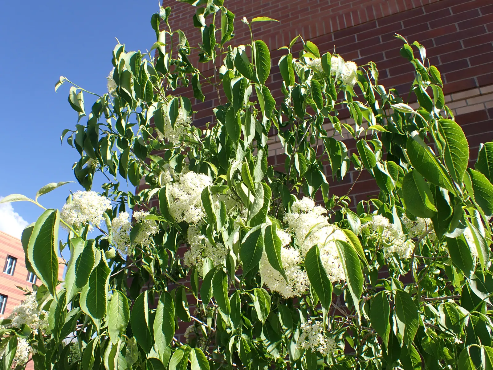 Nannyberry Viburnum (Viburnum Lentago) — white flowers in the garden; its upright growth habit and arching branches make it well-suited for use as a natural