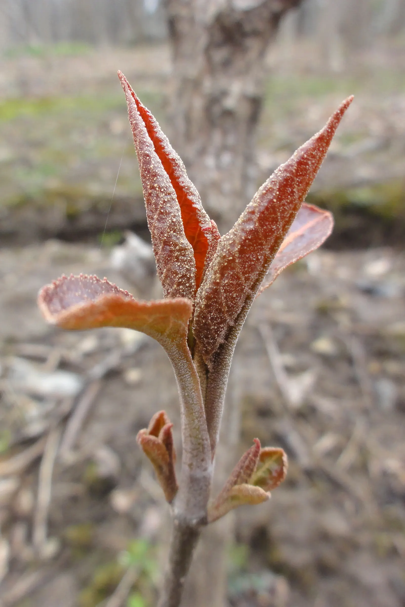 Nannyberry Viburnum (Viburnum Lentago) — Nannyberry thrives in full sun to partial shade conditions