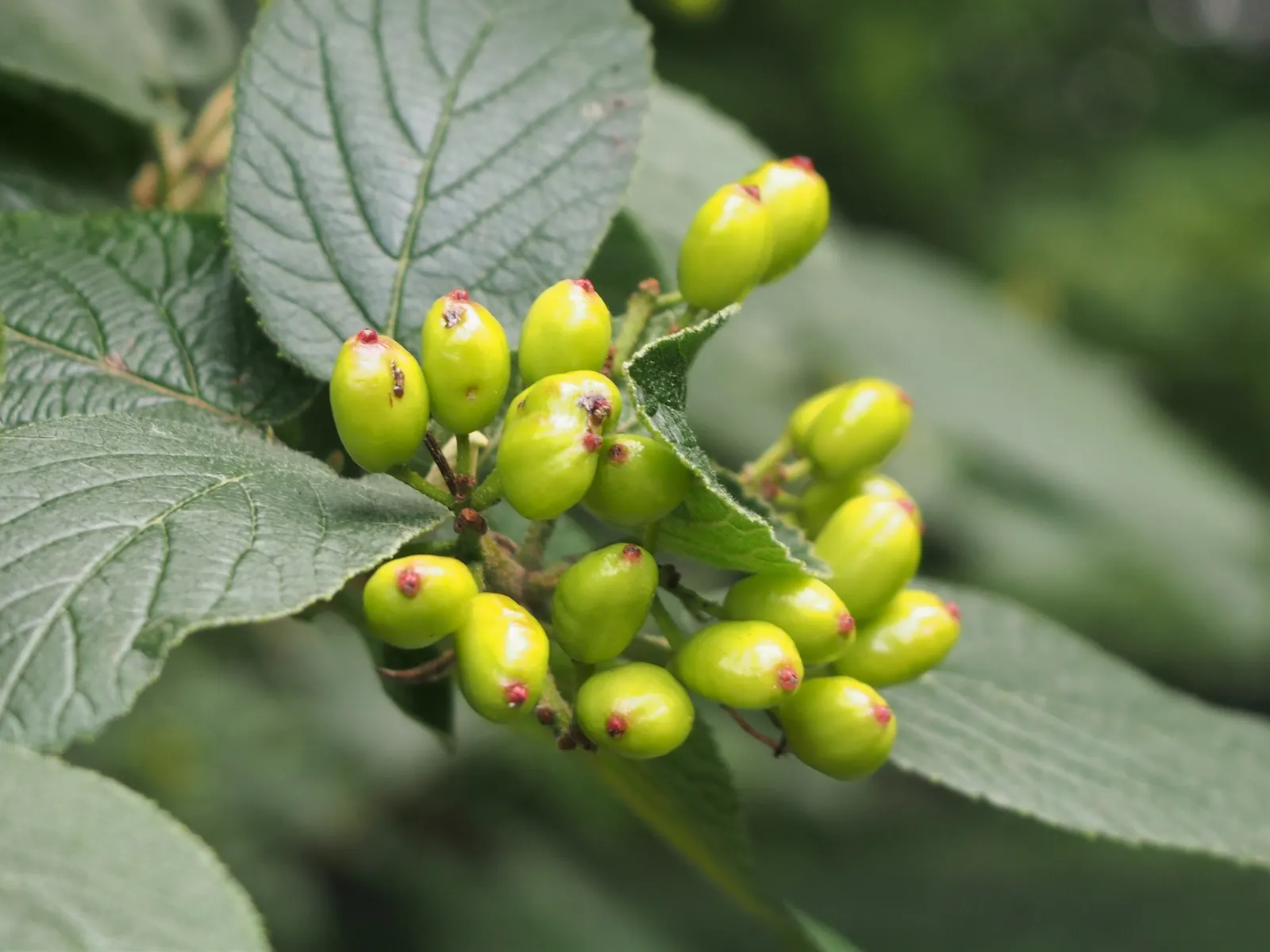 Nannyberry Viburnum (Viburnum Lentago) — showcasing its adaptability to various climates