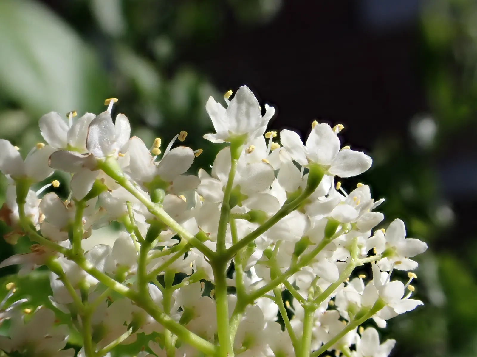 Nannyberry Viburnum (Viburnum Lentago) — showcasing its adaptability to various climates; it thrives in full sun to partial shade