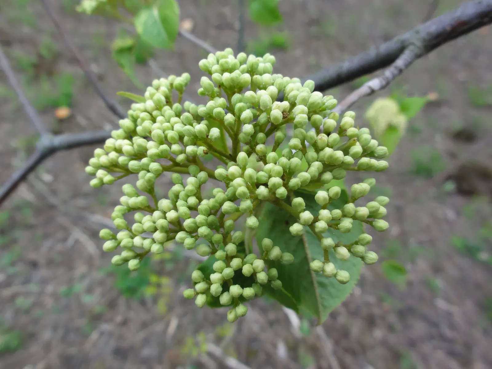 Nannyberry Viburnum (Viburnum Lentago) — Mature specimens typically reach between 14 to 16 feet in height and spread out 6 to 12 feet; it thrives, image 65