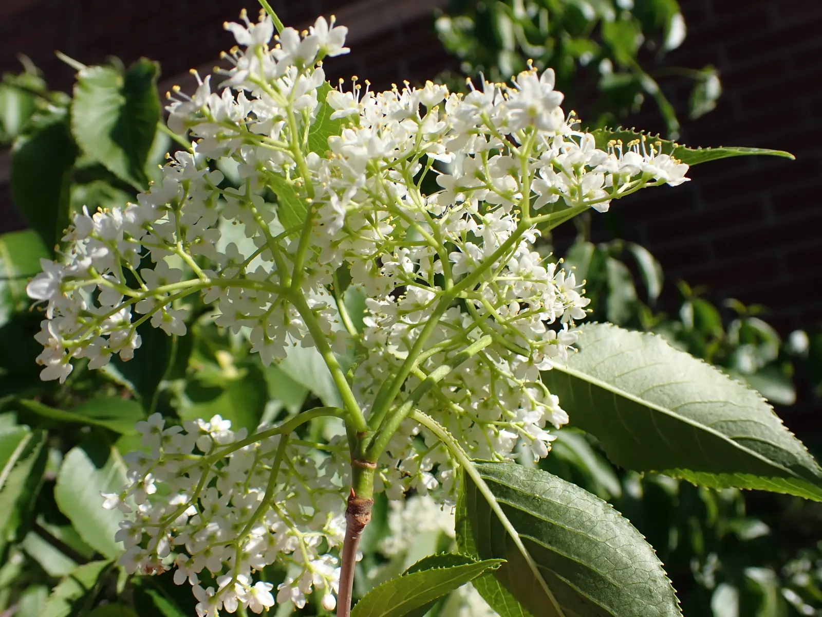 Nannyberry Viburnum (Viburnum Lentago) — which are not only visually appealing but also serve as a valuable nectar source for pollinators, image 75