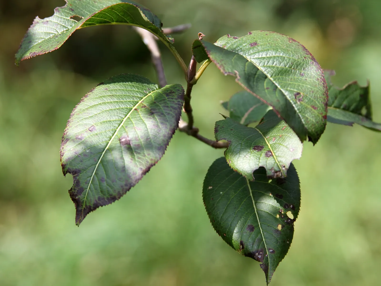Nannyberry Viburnum (Viburnum Lentago) — Mature specimens typically reach between 14 to 16 feet in height and spread out 6 to 12 feet