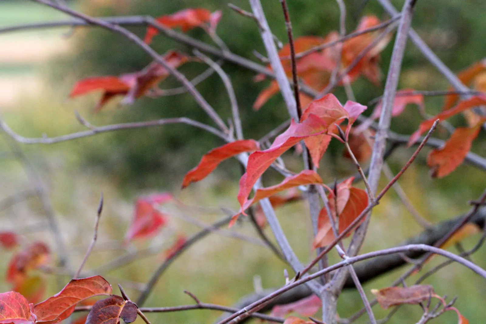 Nannyberry Viburnum (Viburnum Lentago) — Nannyberry thrives in full sun to partial shade conditions; its upright growth habit and arching branches, image 70
