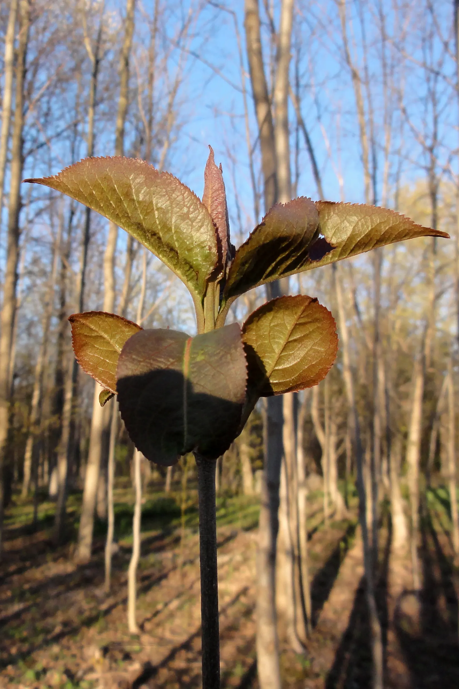 Nannyberry Viburnum (Viburnum Lentago) — It thrives in full sun to partial shade; nannyberry Viburnum provides year-round interest with minimal, image 60