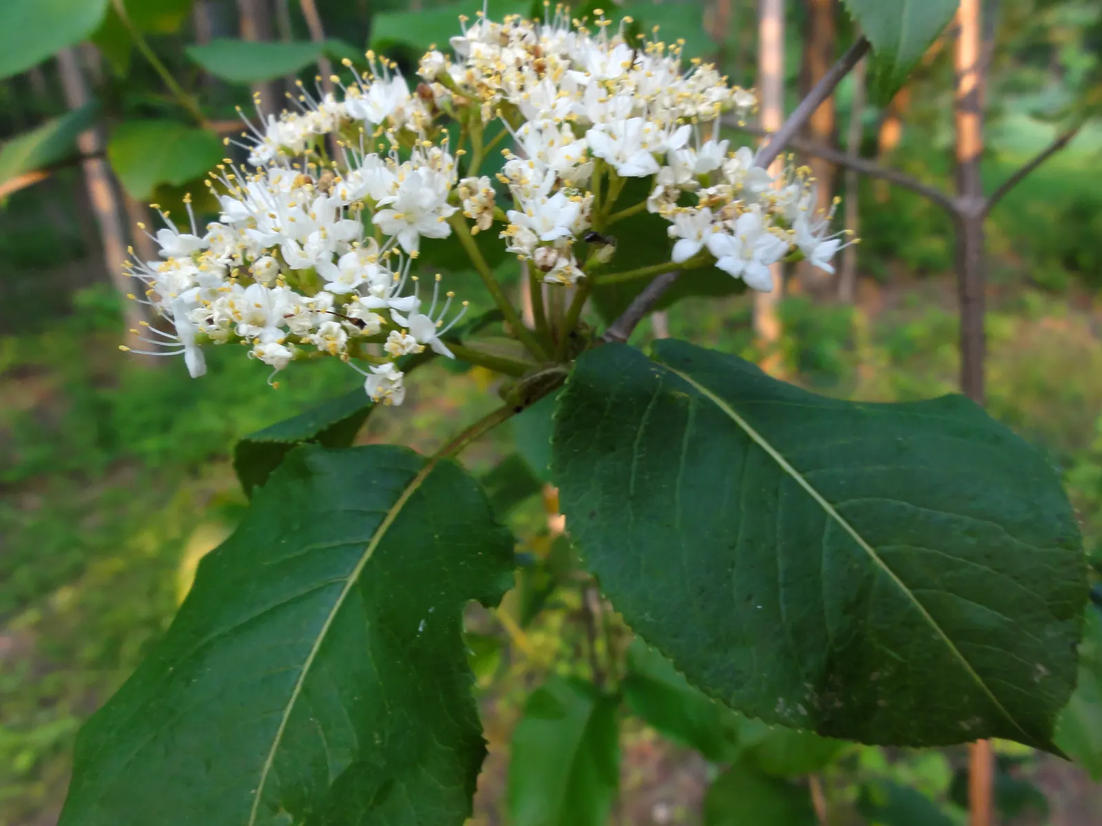 Nannyberry Viburnum (Viburnum Lentago) — Its upright growth habit and arching branches make it well-suited for use as a natural screen; requiring minimal
