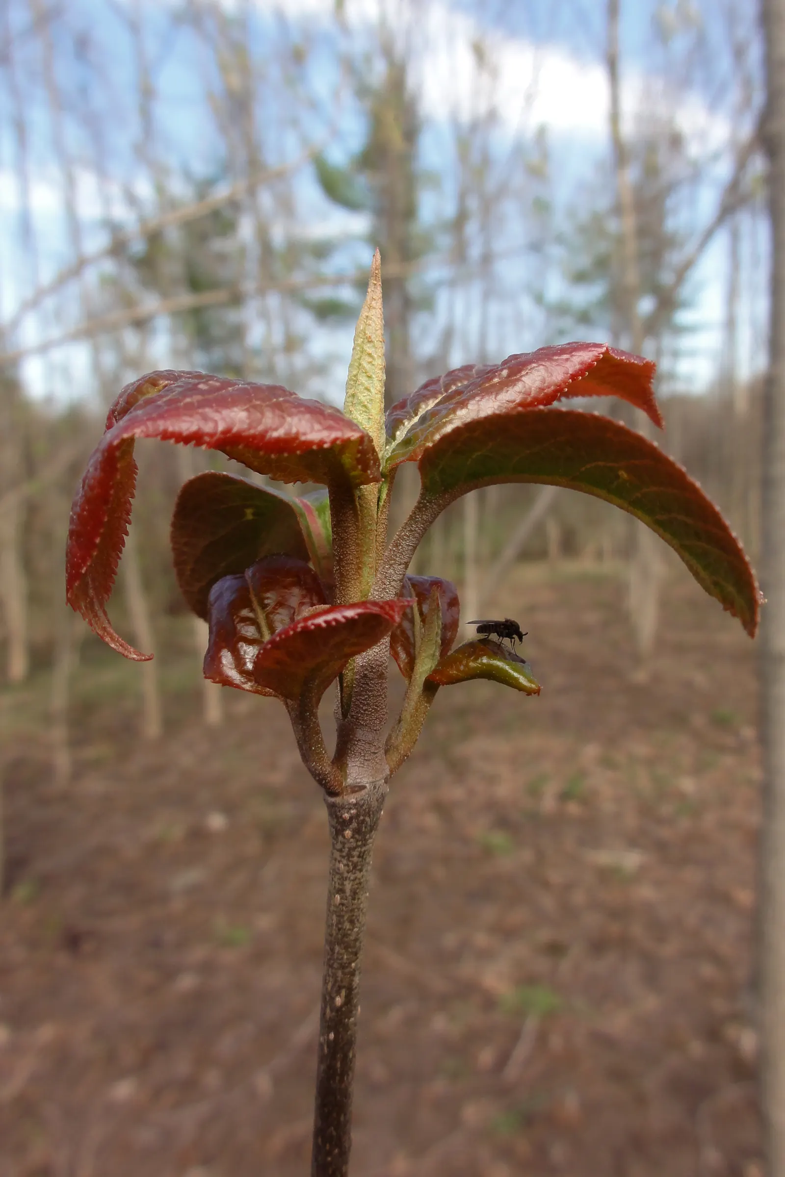 Nannyberry Viburnum (Viburnum Lentago) — requiring minimal irrigation beyond natural rainfall.<br><br>Spring brings masses of creamy white flowers, image 74