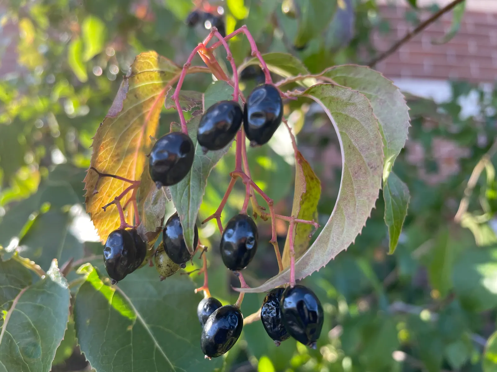 Nannyberry Viburnum (Viburnum Lentago) — attracting birds and other wildlife; its upright growth habit and arching branches make it well-suited for use as a